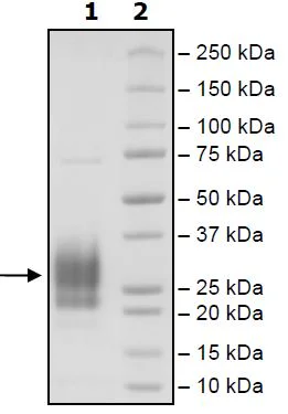 SDS-PAGE - Recombinant Human CD83 protein (Biotin) (Avi tag C-Terminus + His tag C-Terminus) (AB271451)