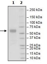 SDS-PAGE - Recombinant Human CD83 protein (Biotin) (Fc tag C-Terminus + Avi tag C-Terminus) (AB271453)