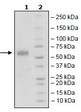 SDS-PAGE - Recombinant Human CD83 protein (Fc tag C-Terminus + Avi tag C-Terminus) (AB271452)