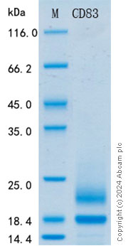SDS-PAGE - Recombinant Human CD83 Protein Standard (His tag) (AB316503), expandable thumbnail