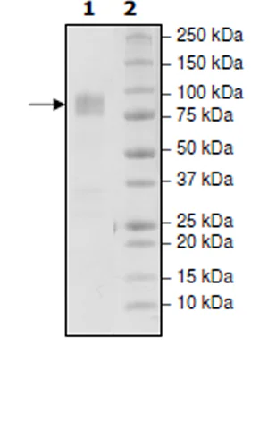 SDS-PAGE - Recombinant Human CD86 protein (Biotin) (Avi tag C-Terminus + Fc tag C-Terminus) (AB271375)