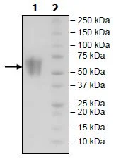 SDS-PAGE - Recombinant Human CD86 protein (Biotin) (DDDDK tag C-Term + Avi tag C-Term + His tag C-Term) (AB271376)