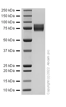 SDS-PAGE - Recombinant Human CD86 protein (Fc Chimera) (AB307475)