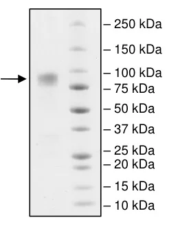 SDS-PAGE - Recombinant Human CD86 protein (Fc tag C-Terminus) (AB198448)