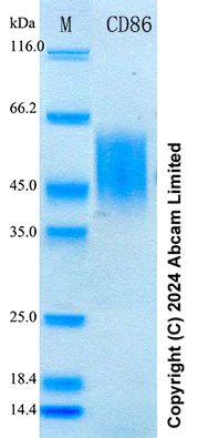 SDS-PAGE - Recombinant Human CD86 Protein Standard (His tag) (AB316708)