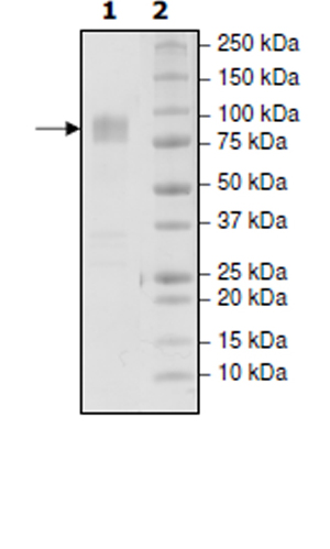 SDS-PAGE - Recombinant Human CD86 protein (Tagged) (Biotin) (AB271375), expandable thumbnail