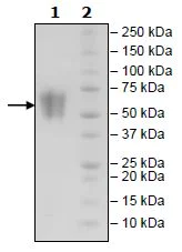 SDS-PAGE - Recombinant Human CD86 protein (Tagged) (Biotin) (AB271376)