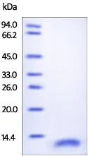 SDS-PAGE - Recombinant Human CD9 protein - BSA and Azide free (AB174040)