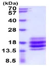 SDS-PAGE - Recombinant Human CD90 / Thy1 protein (His tag) (AB222349)