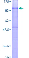 SDS-PAGE - Recombinant Human CD97 protein (GST tag N-Terminus) (AB131865)