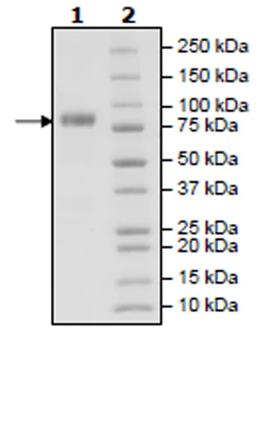 SDS-PAGE - Recombinant Human CDC123 protein (Avi tag C-Terminus) (AB271404)