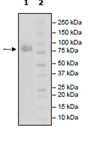 SDS-PAGE - Recombinant Human CDC123 protein (Biotin) (Avi tag C-Terminus + Fc tag C-Terminus) (AB271405)