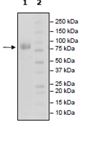 SDS-PAGE - Recombinant Human CDC123 protein (Biotin) (Avi tag C-Terminus + Fc tag C-Terminus) (AB271405)