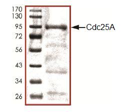 Recombinant human Cdc25A protein