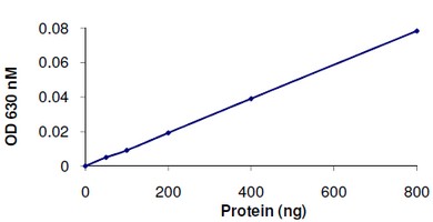 Recombinant human Cdc25B protein