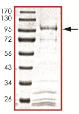 SDS-PAGE - Recombinant human Cdc25B protein (AB105906)