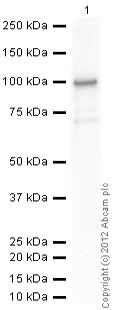 Western blot - Recombinant human Cdc25B protein (AB105906)
