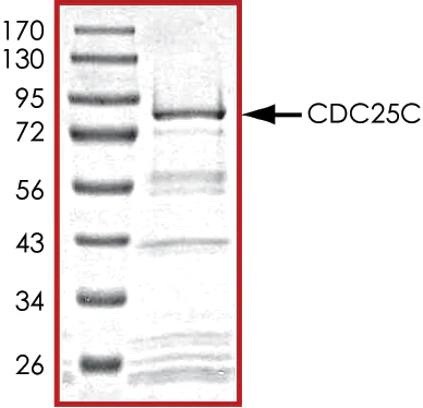 SDS-PAGE - Recombinant human Cdc25C protein (AB105911)