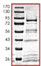 SDS-PAGE - Recombinant human Cdc25C protein (GST tag N-Terminus) (AB105911)