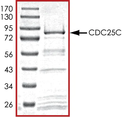 SDS-PAGE - Recombinant human Cdc25C protein (GST tag N-Terminus) (AB105911)