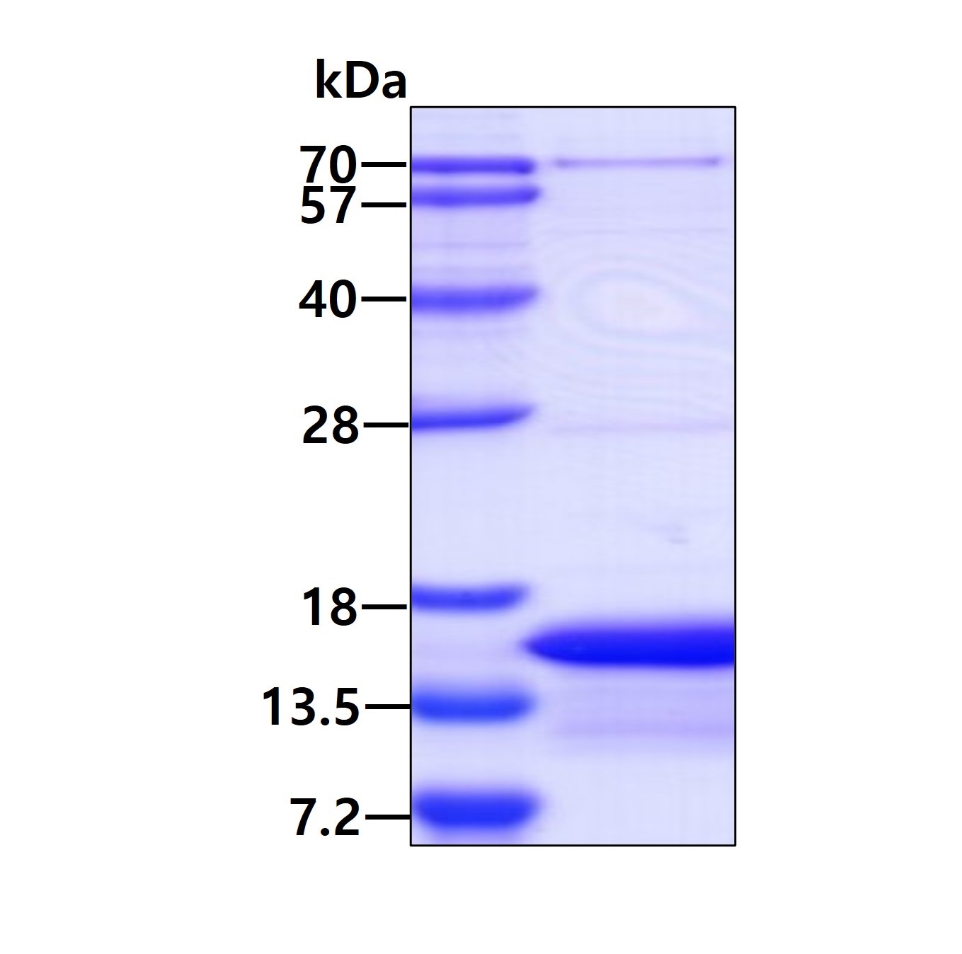 SDS-PAGE - Recombinant Human Cdc26 / Apc12 protein (His tag N-Terminus) (AB108123)