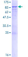 SDS-PAGE - Recombinant Human CDC2L6 protein (GST tag N-Terminus) (AB161531)