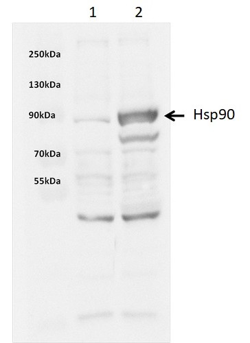 Western blot - Recombinant Human Cdc37 protein (His tag) (AB256157)