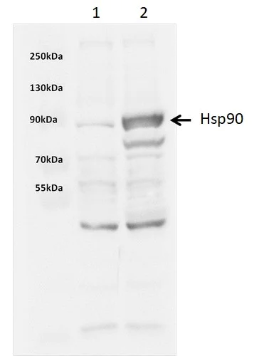 Western blot - Recombinant Human Cdc37 protein (His tag) (AB256157)