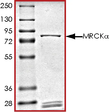 SDS-PAGE - Recombinant human CDC42 binding protein kinase alpha (GST tag N-Terminus) (AB59979)
