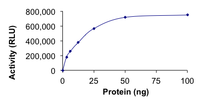 Recombinant human CDC42 protein (Active)