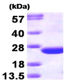 SDS-PAGE - Recombinant Human CDC42 protein (T7 tag N-Terminus) (AB87713)