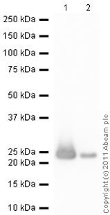Western blot - Recombinant Human CDC42 protein (T7 tag N-Terminus) (AB87713)