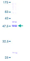 SDS-PAGE - Recombinant Human CDIPT1 protein (GST tag N-Terminus) (AB160982)