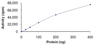 Functional Studies - Recombinant human CDK1 + CCNB1 protein (Tagged) (AB104618), expandable thumbnail