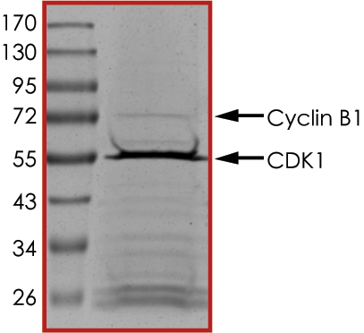 SDS-PAGE - Recombinant human CDK1 + CCNB1 protein (Tagged) (AB104618), expandable thumbnail