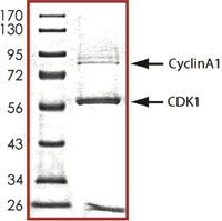 SDS-PAGE - Recombinant human CDK1 + Cyclin-A1 protein (AB104617), expandable thumbnail