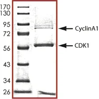 SDS-PAGE - Recombinant human CDK1 + Cyclin-A1 protein (AB104617)