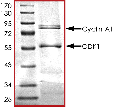SDS-PAGE - Recombinant human CDK1 + Cyclin-A1 protein (AB104617), expandable thumbnail