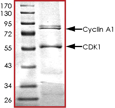 SDS-PAGE - Recombinant human CDK1 + Cyclin-A1 protein (AB104617)