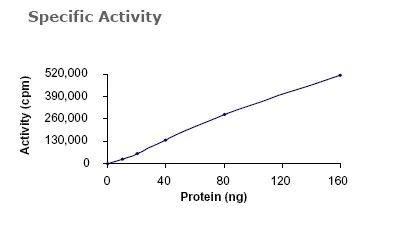 Functional Studies - Recombinant human CDK1 + Cyclin A2 protein (AB64299)