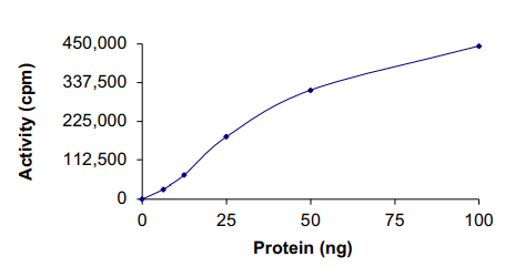 Recombinant human CDK1 + Cyclin A2 protein