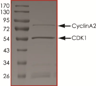SDS-PAGE - Recombinant human CDK1 + Cyclin A2 protein (AB64299)