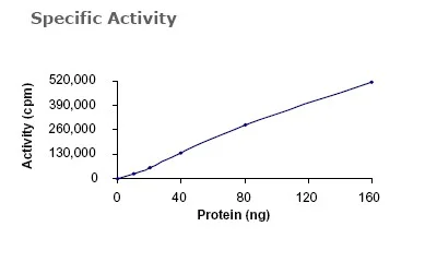 Functional Studies - Recombinant human CDK1 + Cyclin A2 protein (GST tag N-Terminus) (AB64299)