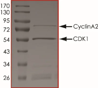 SDS-PAGE - Recombinant human CDK1 + Cyclin A2 protein (GST tag N-Terminus) (AB64299)