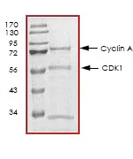 SDS-PAGE - Recombinant human CDK1 + Cyclin A2 protein (GST tag N-Terminus) (AB64299)