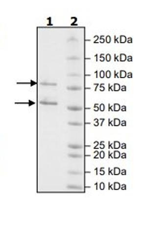 SDS-PAGE - Recombinant human CDK1 + Cyclin B1 protein (Active) (AB271456), expandable thumbnail