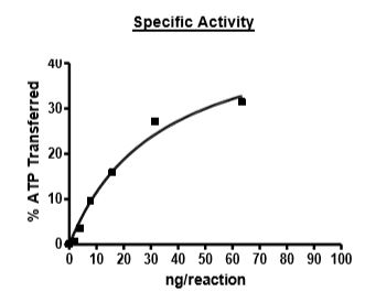 Functional Studies - Recombinant human CDK1 + Cyclin B1 protein (Active) (GST tag N-Terminus) (AB271456)