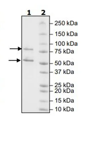 SDS-PAGE - Recombinant human CDK1 + Cyclin B1 protein (Active) (GST tag N-Terminus) (AB271456)