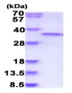 SDS-PAGE - Recombinant Human CDK1 protein (AB187447)