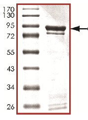 SDS-PAGE - Recombinant Human CDK11/CDC2L2/CDK11A protein (AB126905)